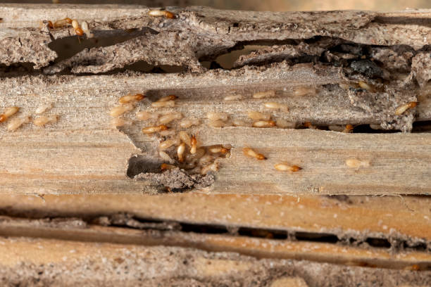 Best Pest Prevention Services  in Sylvester, GA
